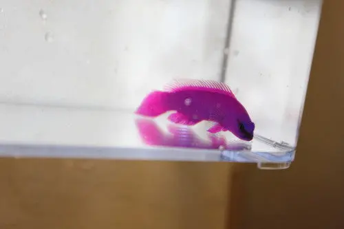Red Sea Fridmani Pseudochromis 1