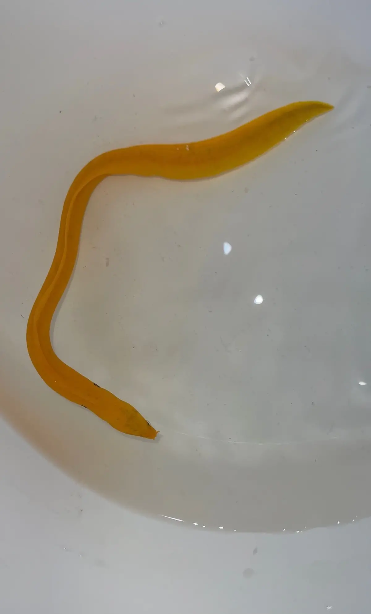 Golden Dwarf Moray Eel 1