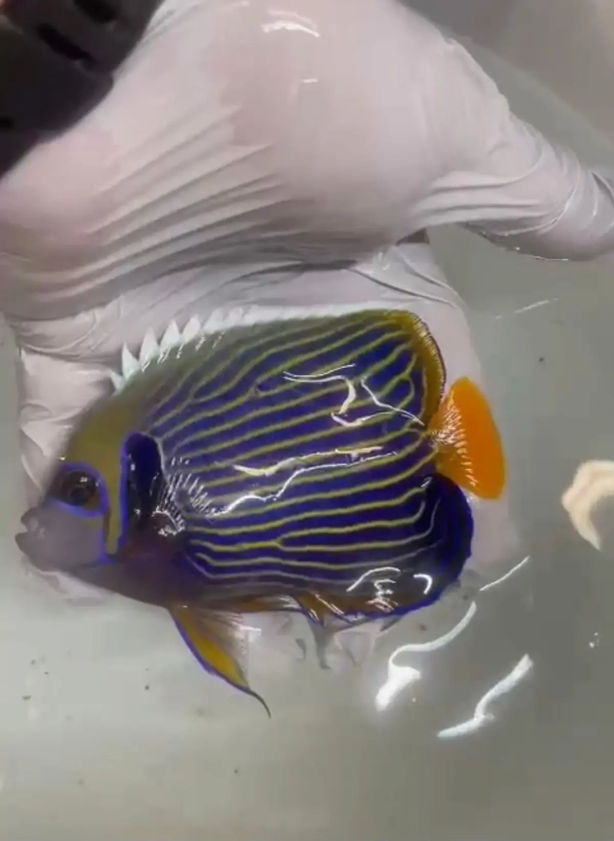 Imperator Angel-4" ( Orange Tail) Christmas  Island 1