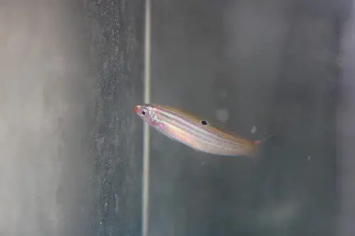 Red Sea Minute Wrasse, Minilabrus Striatus 1