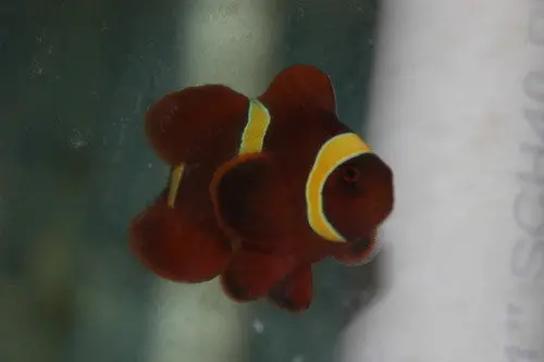 Maroon Clownfish 1
