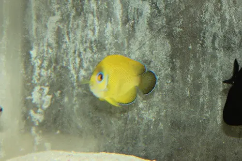 Lemonpeel Halfblack Hybrid Angelfish 1