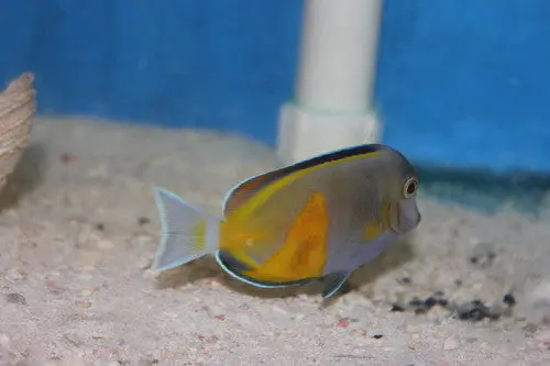 Powder Brown Tang-Amazing Color Morph 1