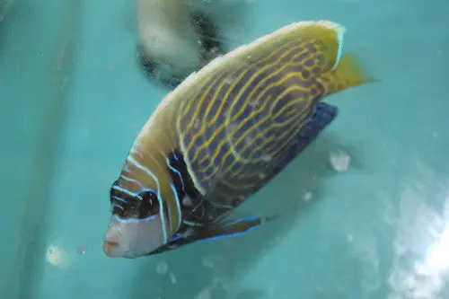 Imperator Angelfish-Changing (4") 1