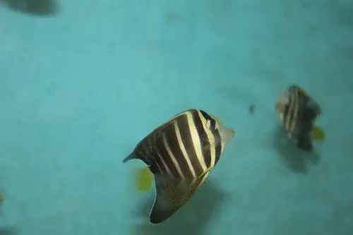 Pacific Sailfin Tang (1-2") 1