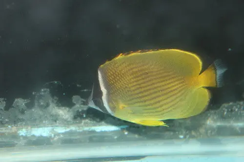 Japanese Golden Butterfly 1