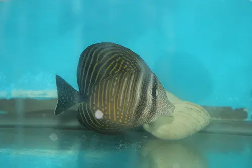 Desjardini Sailfin Tang (1”) 1