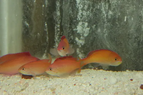 Dispar Anthias Group Of 5 1
