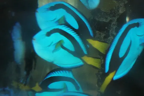 Blue Hippo Tang (1-2") 1
