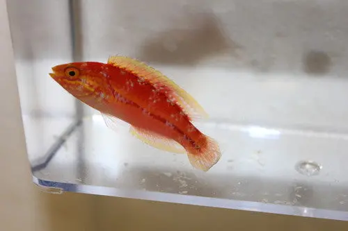 Pin Tail Fairy Wrasse (Cirrhilabrus Isosceles) 1
