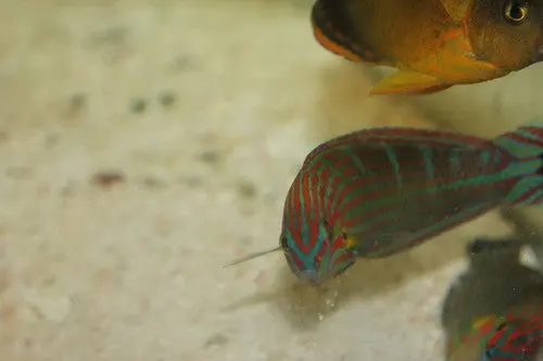 Hoeven's Wrasse (Halichoeres Melanurus) 1
