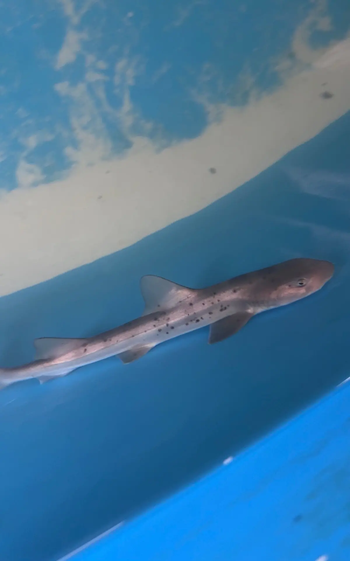 Banded Houndshark | Triakis Scyllium (12-15") 1