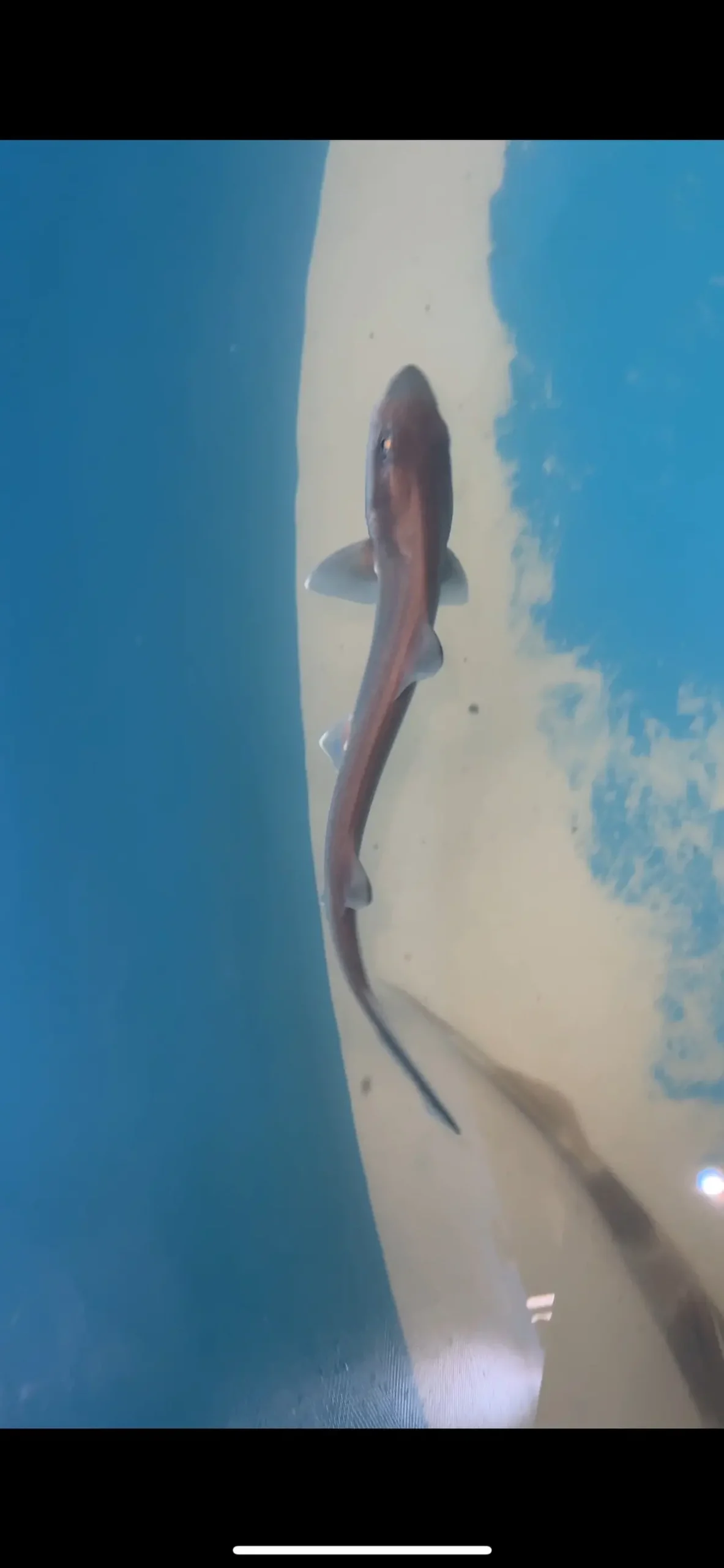 Japanese Topeshark | Hemitriakis Japanica (12") 1