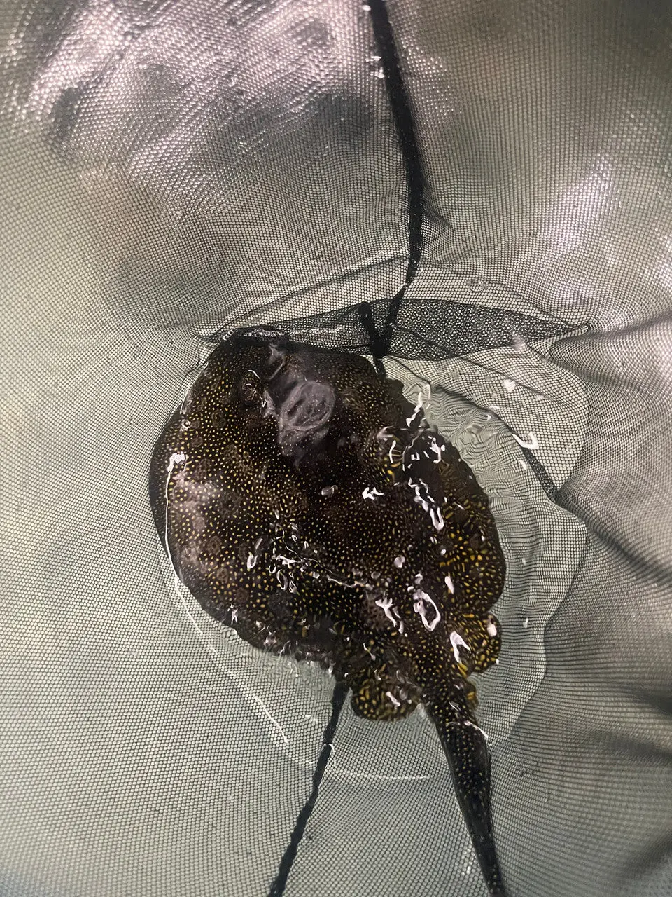 Yellow Stingray- Urolophus Jamaicensis 1