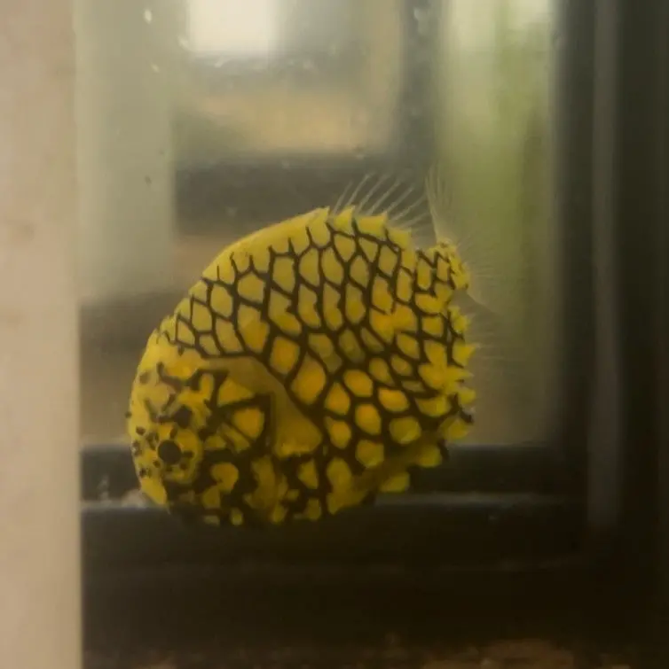 Japanese Pineapple Fish | Monocentris Japonica 1