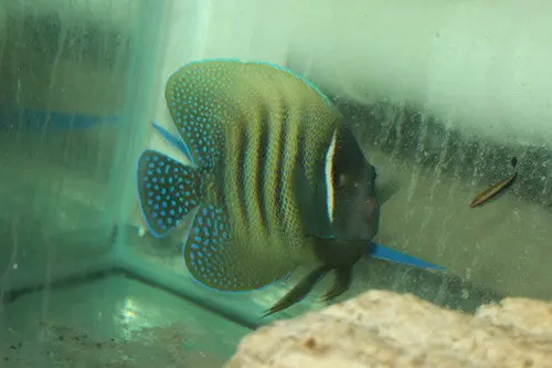 Six-Bar Angelfish (3-4") 1