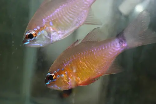 Ring-Tail Cardinalfish (Apogon Aureus) 1