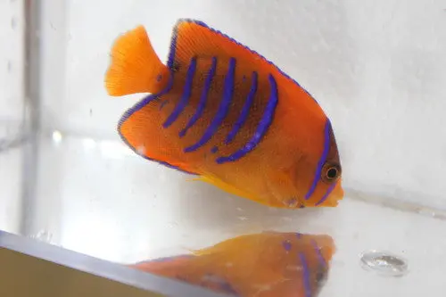 Clarion Angel | Holacanthus Clarionensis (2" Juv) 1
