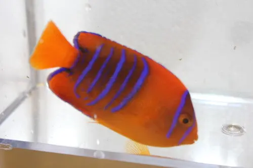 Clarion Angel | Holacanthus Clarionensis (2 1/2" Juv) 1