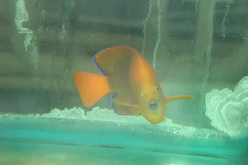 Clarion Angel | Holacanthus Clarionensis (8" Male) 1