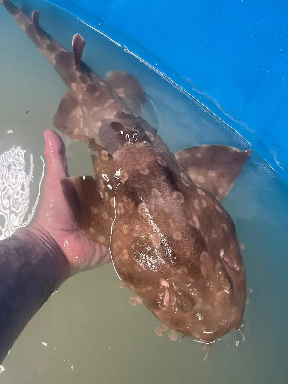Orectolobus Japonicus (Japanese Wobbegong) Shark (30") 1