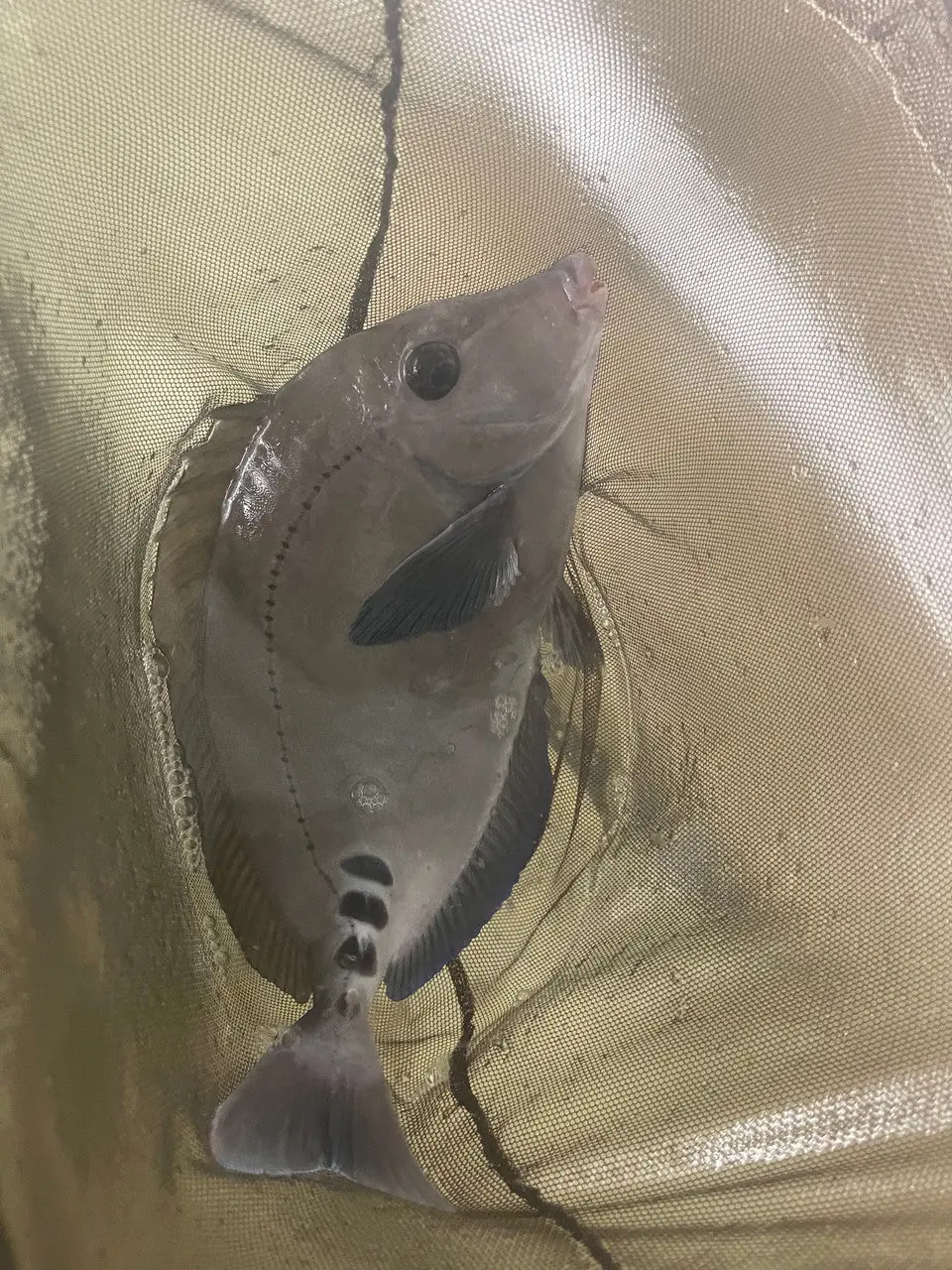 Sawtail Tang - Prionurus Scalprum(9-10") 1