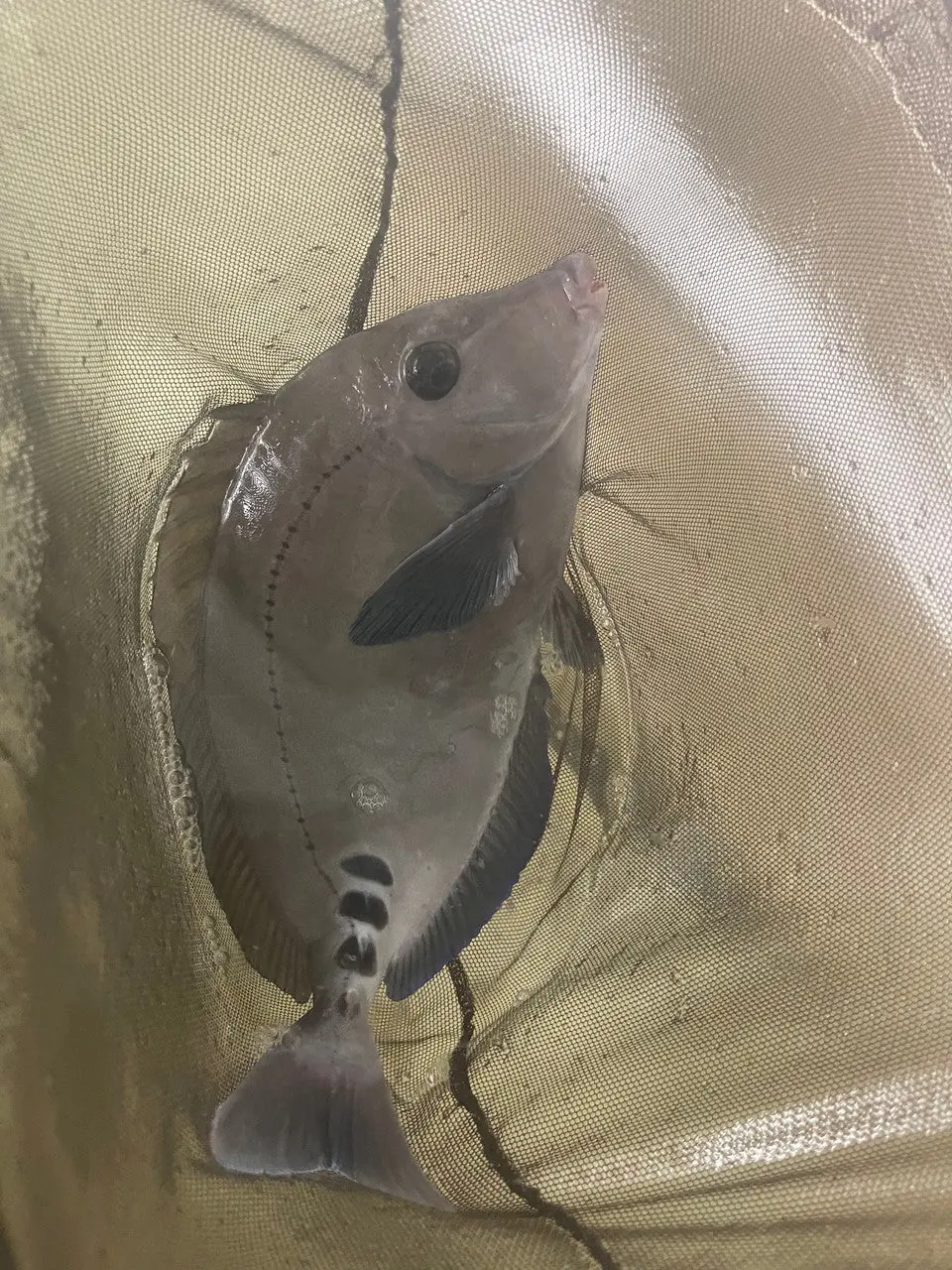 Sawtail Tang - Prionurus Scalprum(15") 1