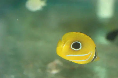 Bennet's Butterflyfish 1