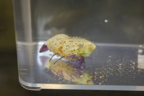 Purple Leg Marble Shrimp (Saron Rectirostris) 1