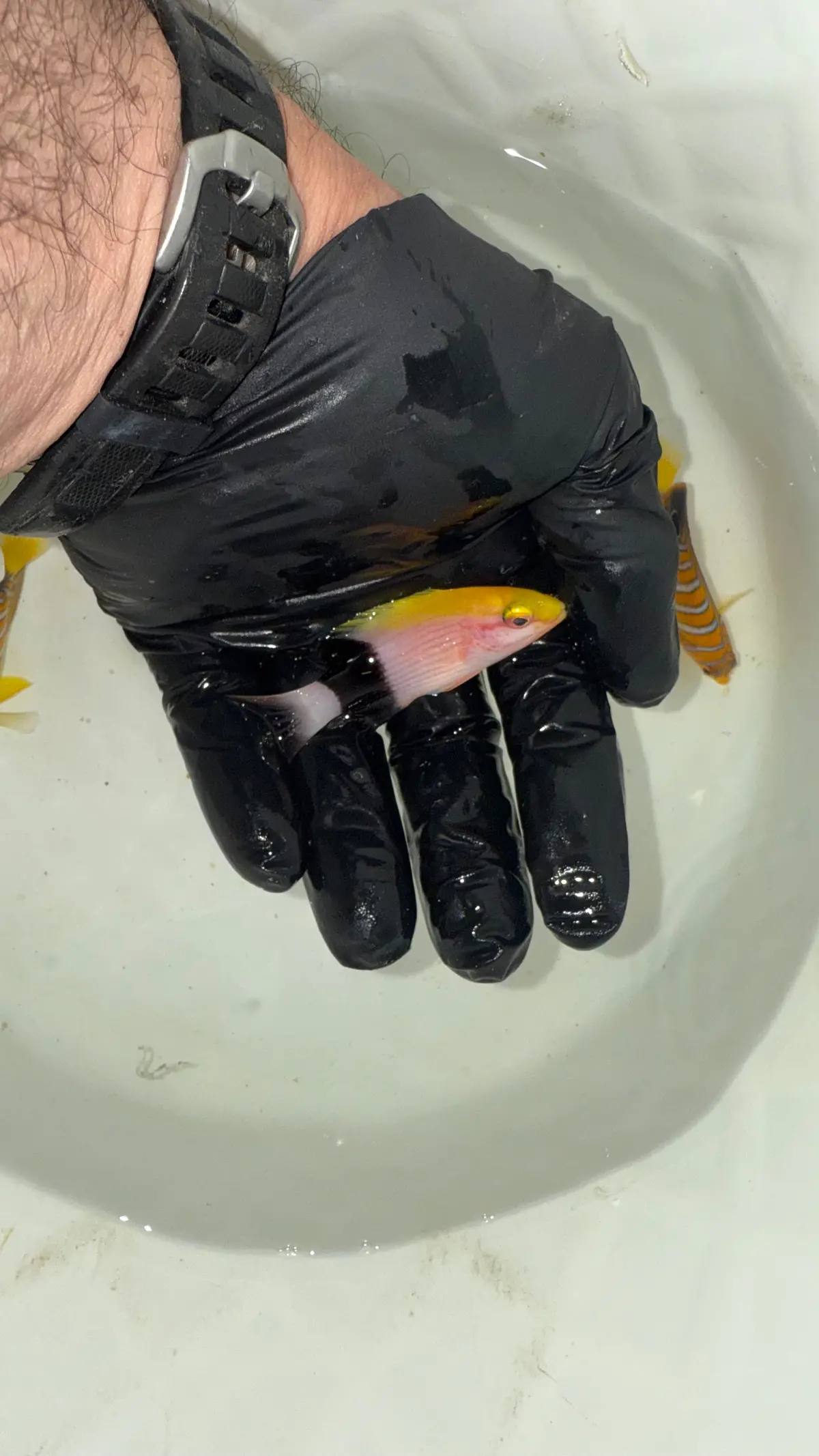 Tarry Hogfish | Bodianus Bilunulatus (3") 1