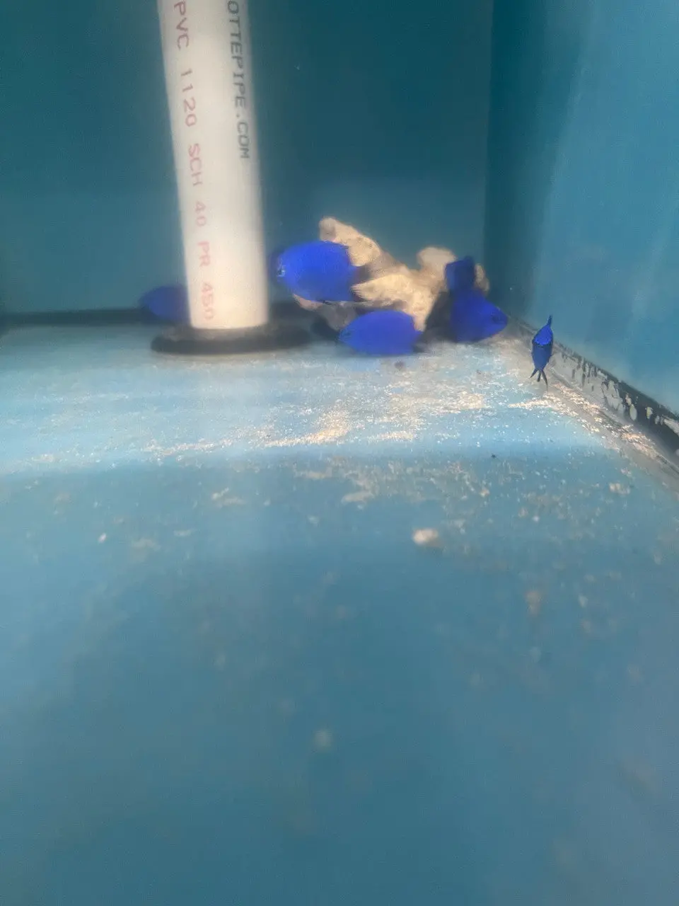 Blue Devil Damsel, Malenesian| Chrysiptera Cymatilis 1