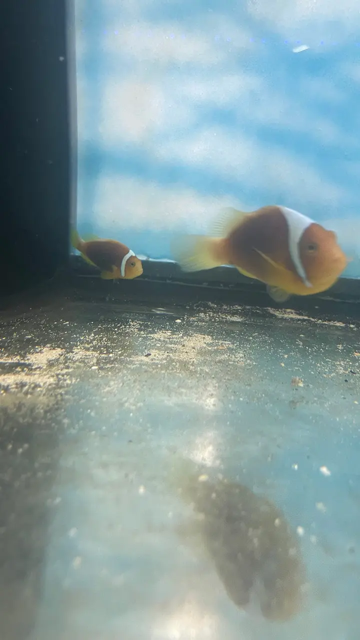 White Bonnet Clownfish - Amphiprion Leucokranos-Wild Caught Pair 1