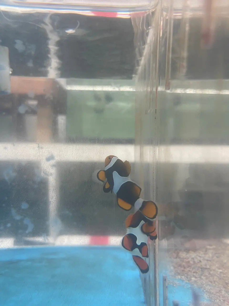 True Percula Clownfish Pairs- #1 1