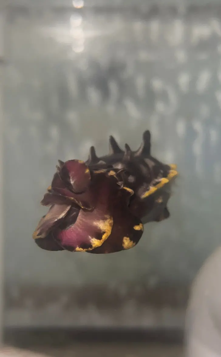 Flamboyant Cuttlefish – Metasepia Pfefferi 1