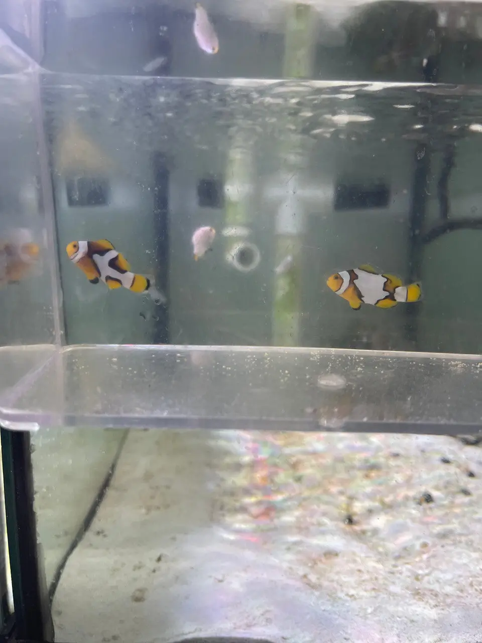 Crazy Wc Designer Picasso Clownfish Pair #3 2