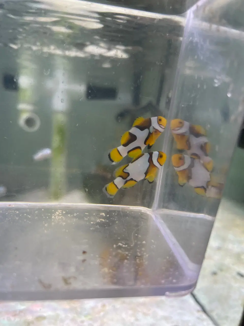 Crazy Wc Designer Picasso Clownfish Pair #3 1