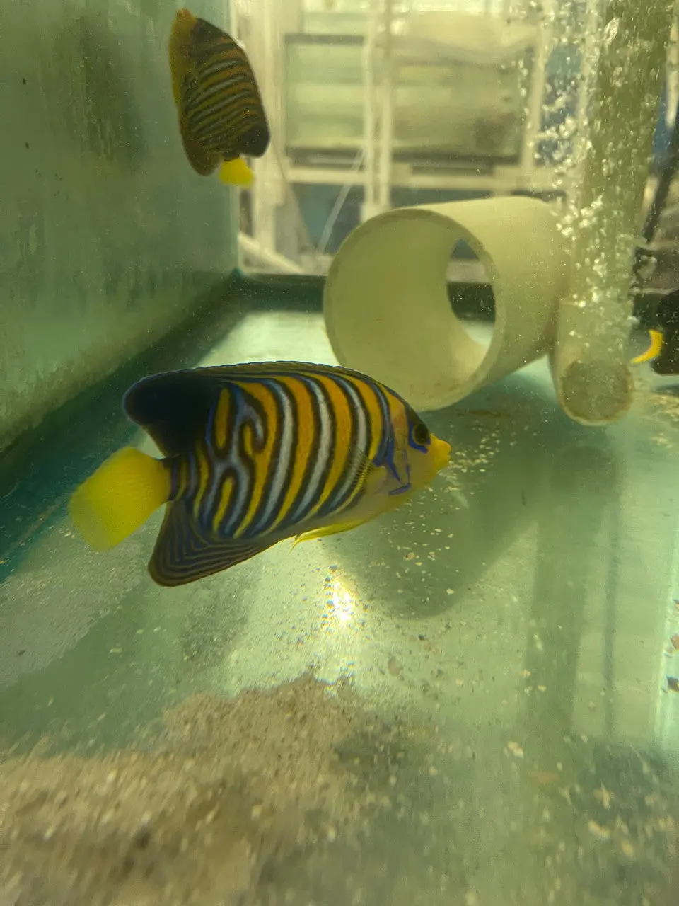 Regal Angel-True Red Sea (4")-Extreme Misbar #5 1