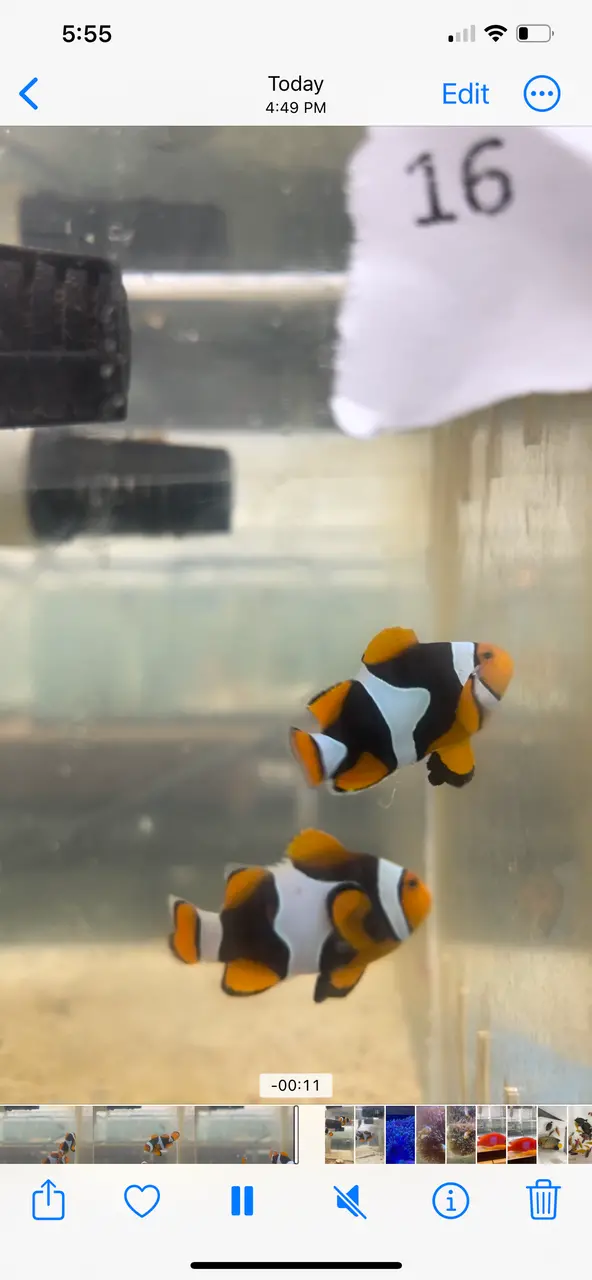 True Percula Clownfish-Super Black Pair 16 1