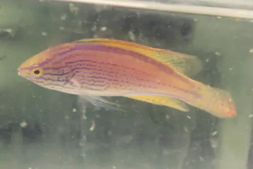 Lineatus Wrasse (Cirrhilabrus Lineatus) 4-5" Supermale 1