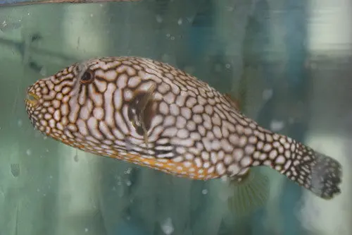 Mappa Puffer | Arothron Mappa (6”) 1