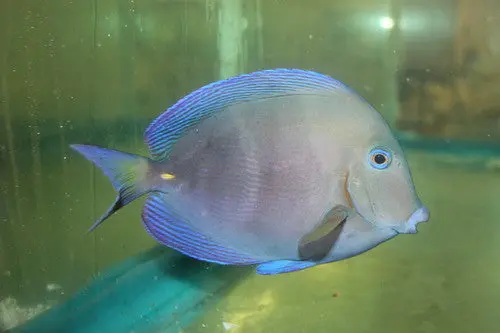 Atlantic Blue Tang | Acanthurus Coeruleus (3-4") 1