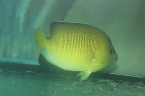 Armitage Angelfish Hybrid (Apolemichthys Xanthurus X Apolemichthys Trimaculatus) 1