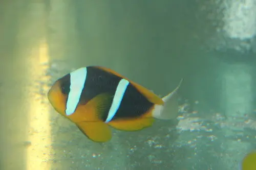 Pair Allardi Clownfish-Kenya 1