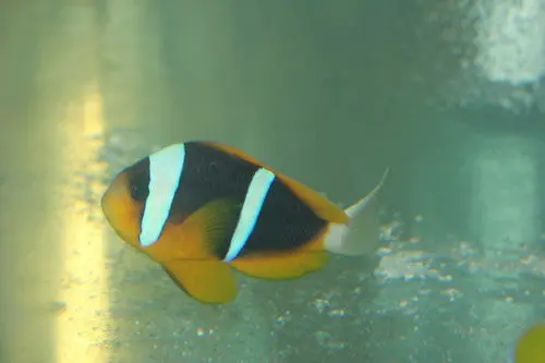 Trio Allardi Clownfish-Kenya 1