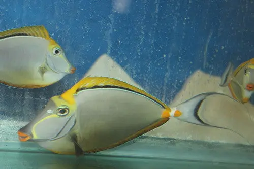 Blonde Naso Tang-12-14” Streamer Male 1