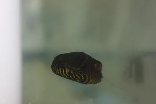 Starry (Stelate) Puffer (1") 1
