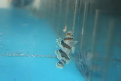 Black Barred Reef Goby 1
