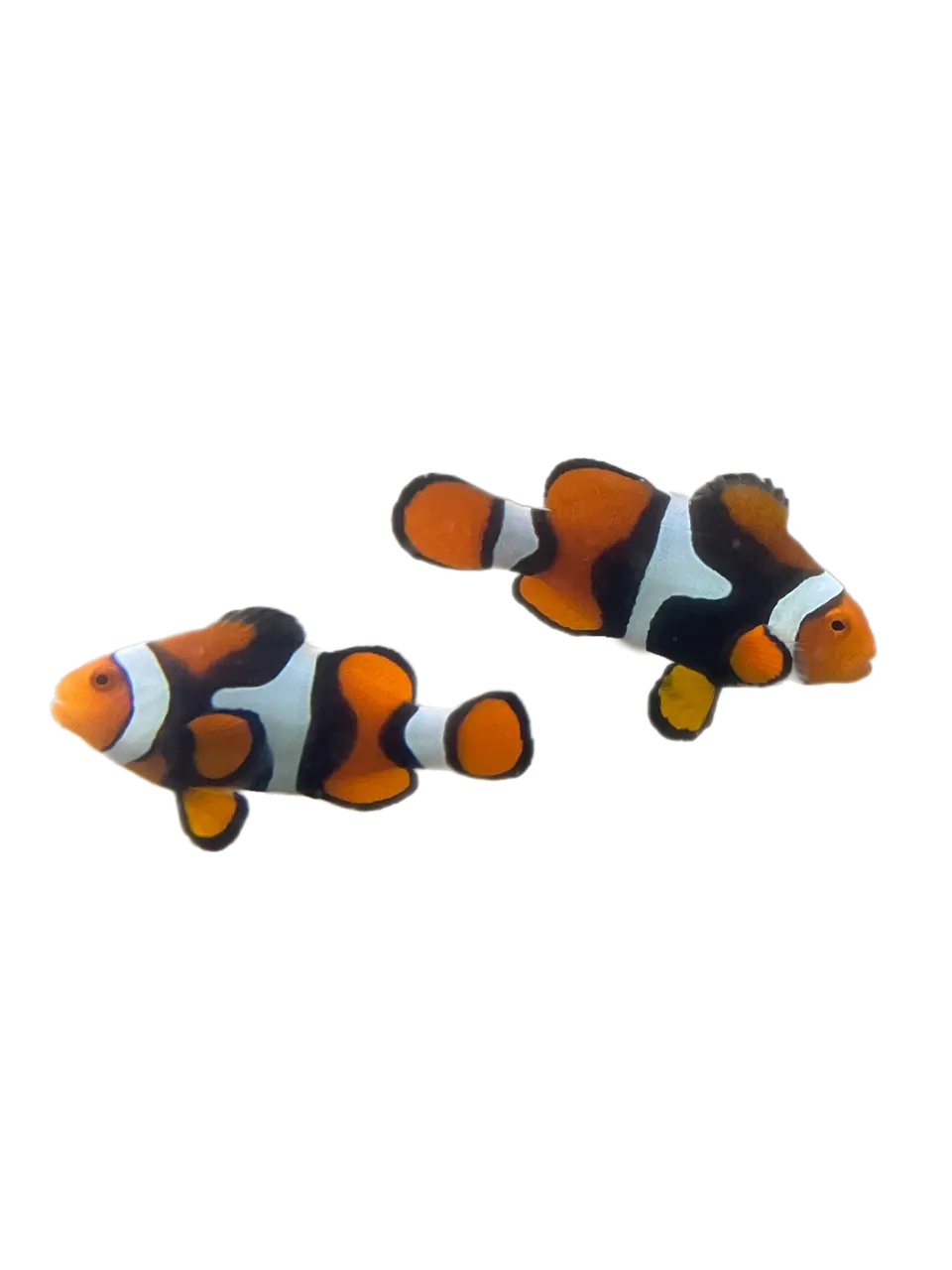 True Percula Clownfish Pairs-Super Black (Wysiwyg) 1