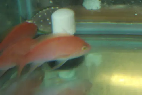 Bali Lunate Anthias (Pseudanthias Cf. Lunulatus) 1