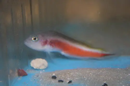 Orange Peel Pseudochromis-Male 1